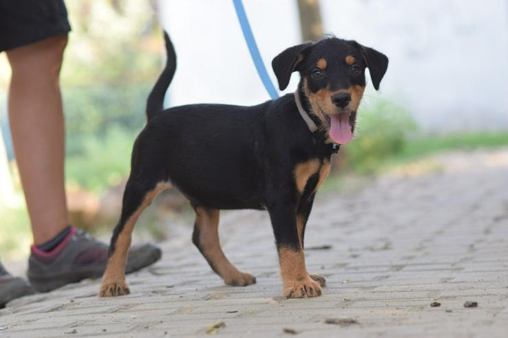 Bild 4: Ozzy ist ein kleiner Hundemann, der ein liebevolles Zuhause sucht.