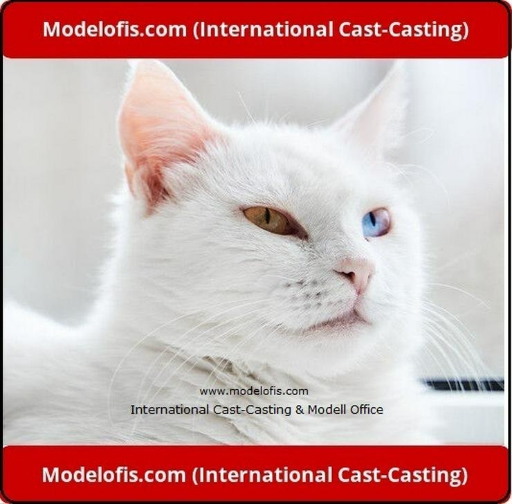 International Cast-Casting & Modell