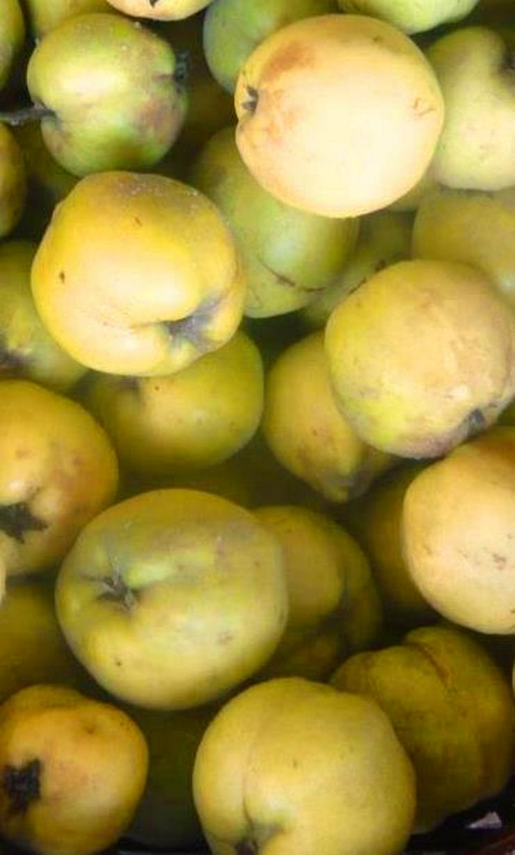 Quitten Apfelquitten BIO aus eigenem Garten 1,20 Euro pro kg