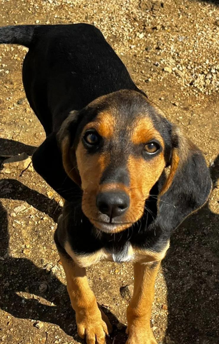  Betty – kleine Sonnenscheinin auf vier Pfoten