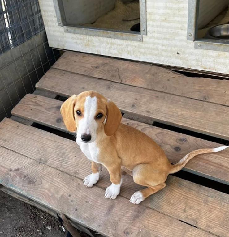 Bild 5:  Ruby – die kleine Herzensdiebin mit großem Mut