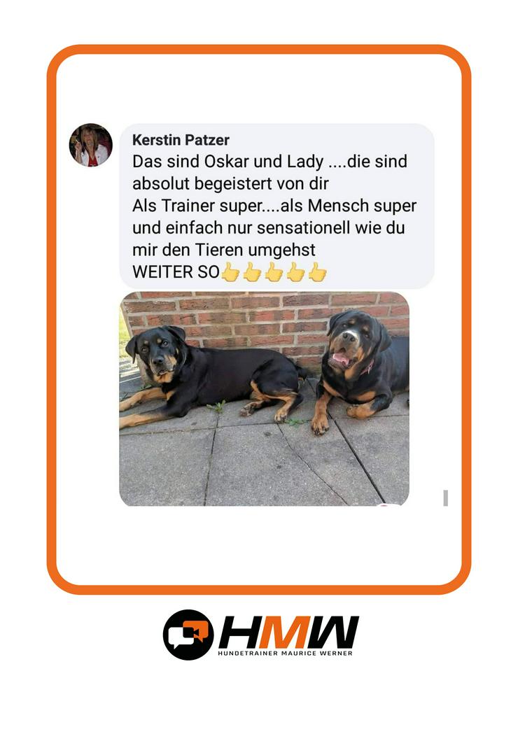 Bild 10: Professionelles Hundetraining – Persönlich oder auch via Videoanalyse