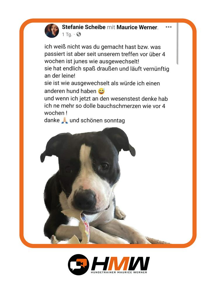 Bild 6: Professionelles Hundetraining – Persönlich oder auch via Videoanalyse