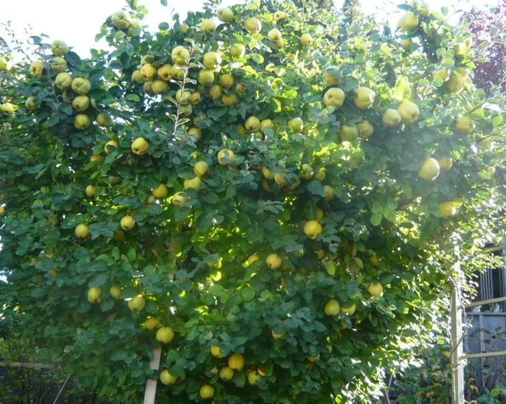 Bild 5: Quitten Apfelquitten BIO aus eigenem Garten 1,20 Euro pro kg