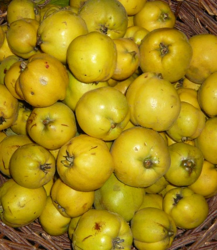 Quitten Apfelquitten BIO aus eigenem Garten 1,20 Euro pro kg - Sonstiges - Bild 1