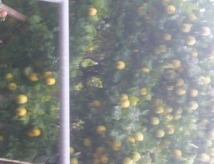 Bild 8: Quitten Apfelquitten BIO aus eigenem Garten 1,20 Euro pro kg