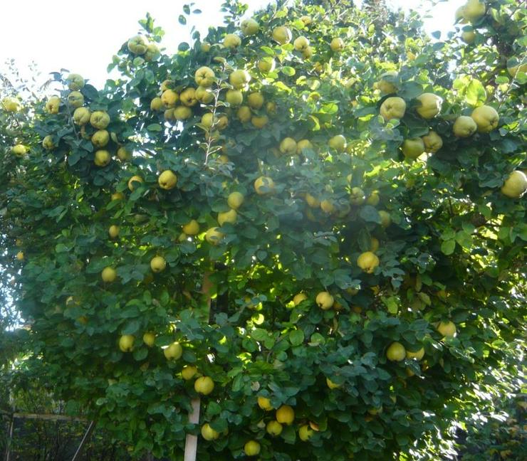 Bild 9: Quitten Apfelquitten BIO aus eigenem Garten 1,20 Euro pro kg