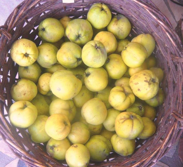 Bild 3: Quitten Apfelquitten BIO aus eigenem Garten 1,20 Euro pro kg
