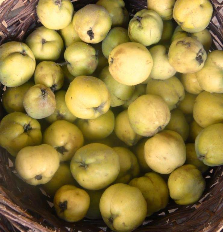 Bild 4: Quitten Apfelquitten BIO aus eigenem Garten 1,20 Euro pro kg