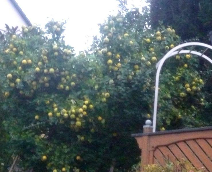Bild 7: Quitten Apfelquitten BIO aus eigenem Garten 1,20 Euro pro kg