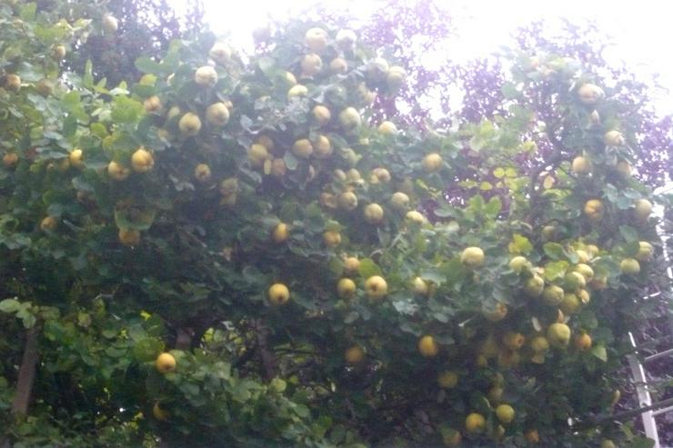 Bild 6: Quitten Apfelquitten BIO aus eigenem Garten 1,20 Euro pro kg