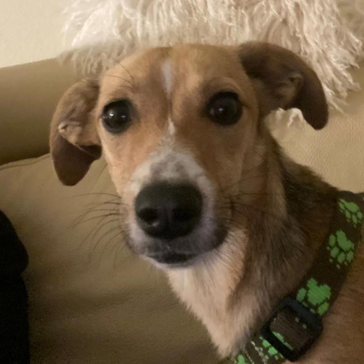 Unsere Lizzy ist einfach ein Goldschatz!