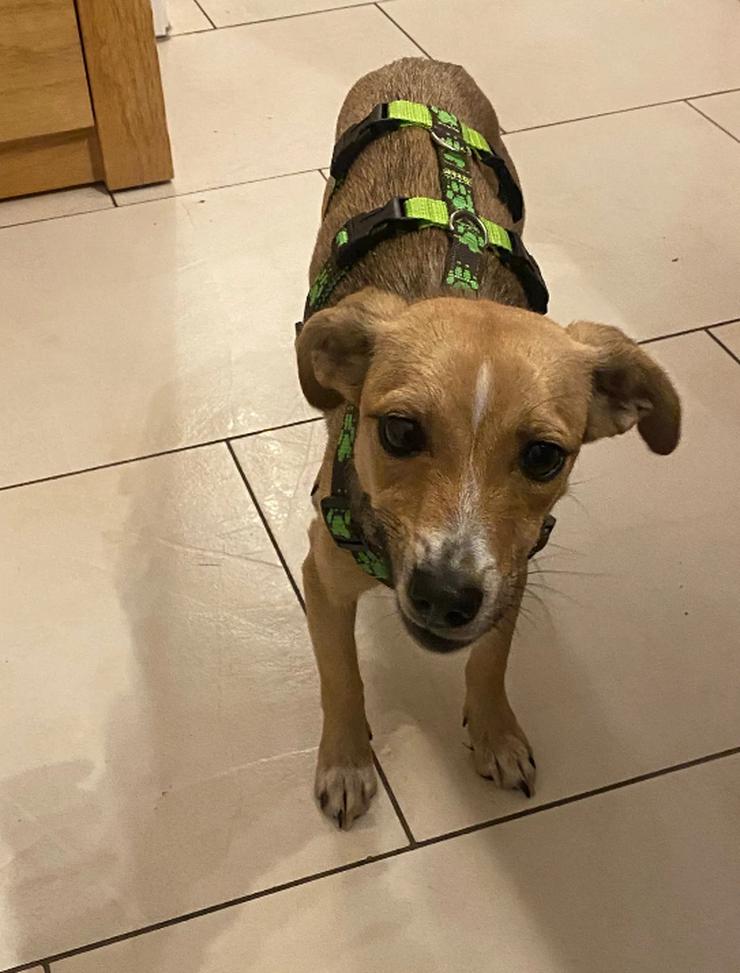 Bild 3: Unsere Lizzy ist einfach ein Goldschatz!