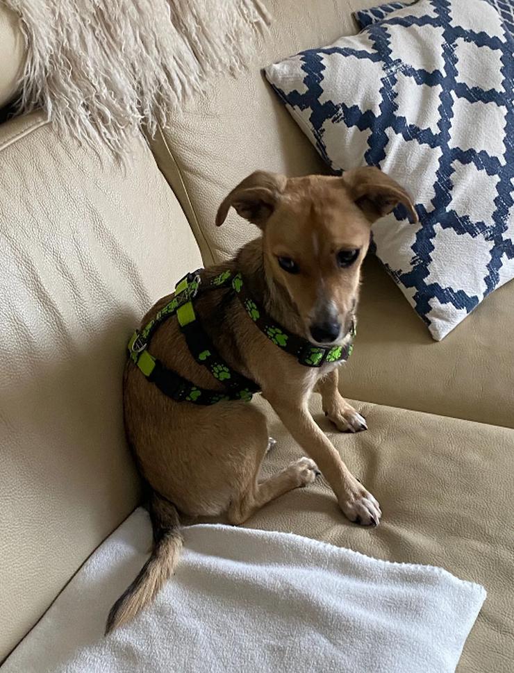 Bild 5: Unsere Lizzy ist einfach ein Goldschatz!