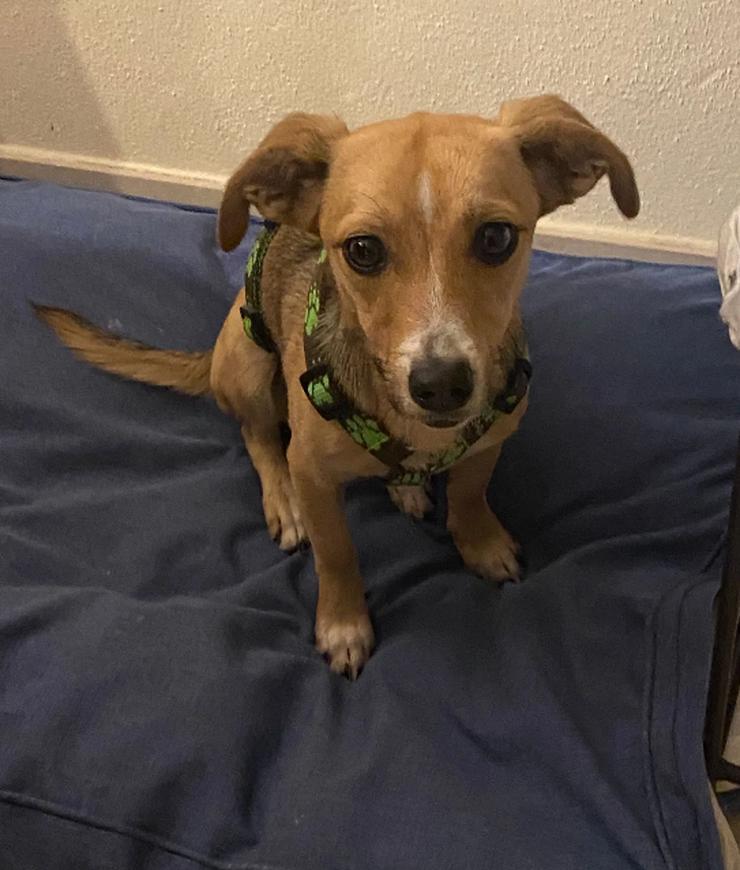 Bild 4: Unsere Lizzy ist einfach ein Goldschatz!