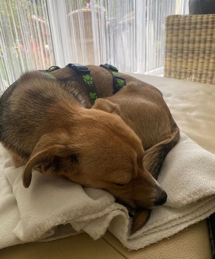 Bild 6: Unsere Lizzy ist einfach ein Goldschatz!