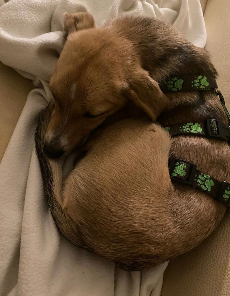 Bild 2: Unsere Lizzy ist einfach ein Goldschatz!