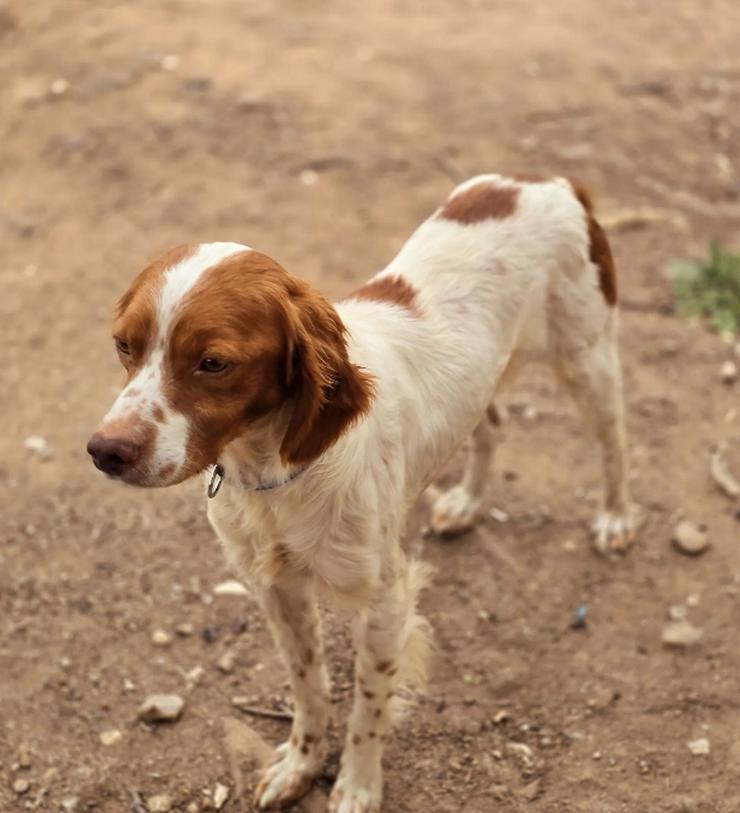 Bild 2: Askan, Nacho und Pepper zwei wundervolle Bretonen Mixe