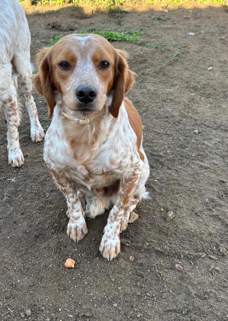 Bild 3: Askan, Nacho und Pepper zwei wundervolle Bretonen Mixe
