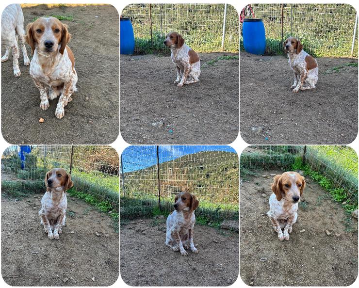  Pepper ein wundervoller Bretonen Mix