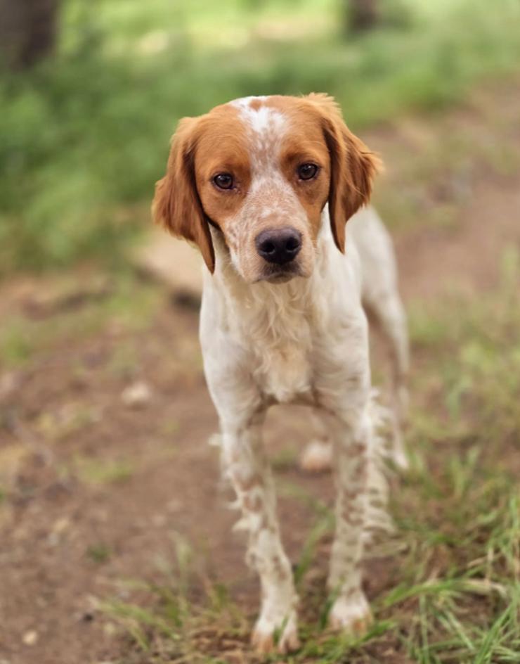  Pepper ein wundervoller Bretonen Mixe