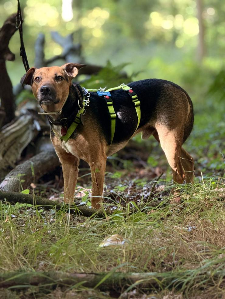 Bild 5: Gino ist auf der Suche nach einem liebevollen Zuhause.