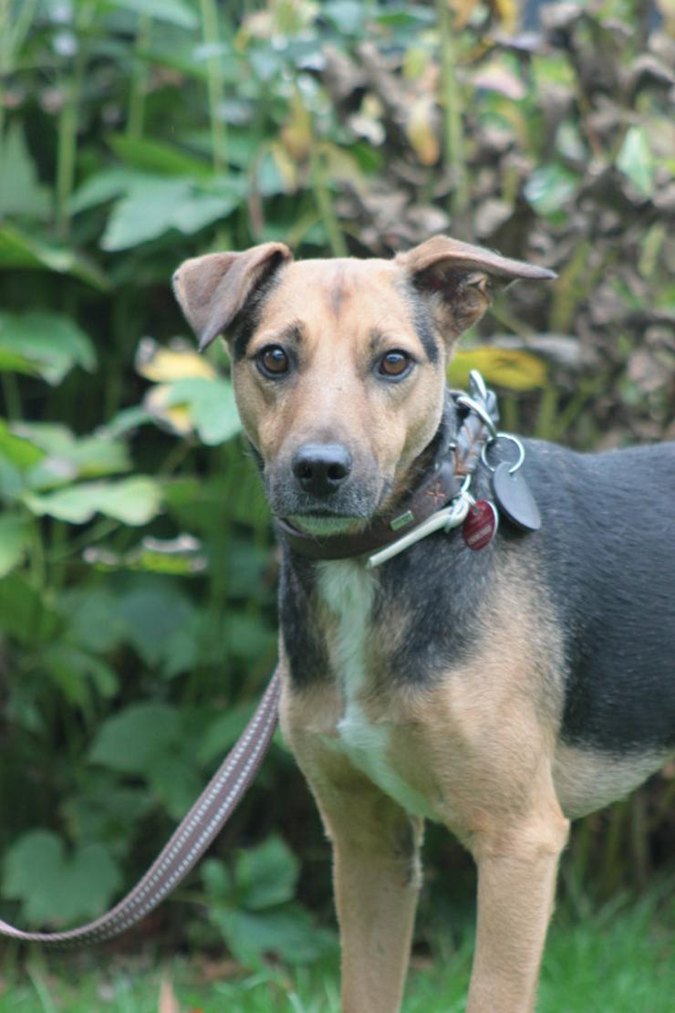 Gino ist auf der Suche nach einem liebevollen Zuhause.