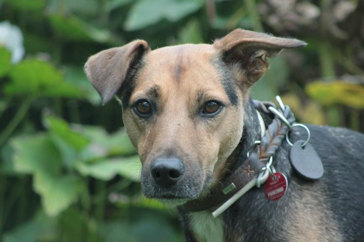 Bild 3: Gino ist auf der Suche nach einem liebevollen Zuhause.