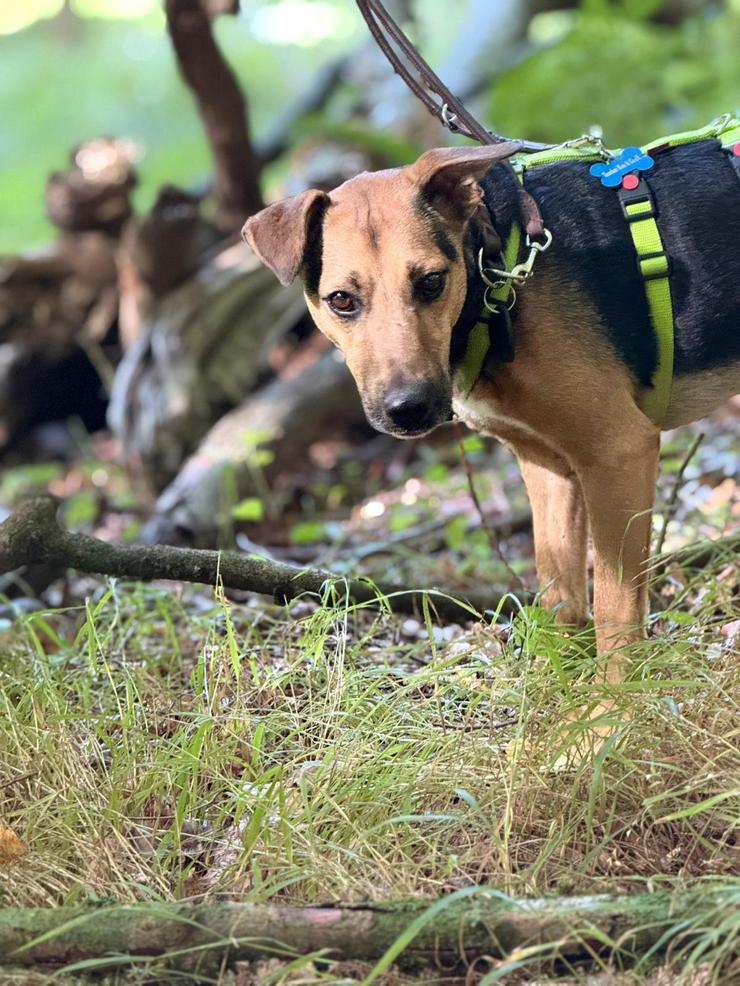Bild 6: Gino ist auf der Suche nach einem liebevollen Zuhause.