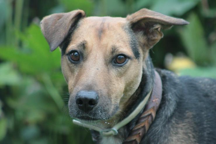 Bild 4: Gino ist auf der Suche nach einem liebevollen Zuhause.