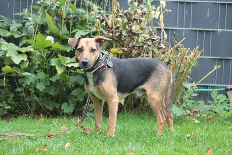 Bild 2: Gino ist auf der Suche nach einem liebevollen Zuhause.