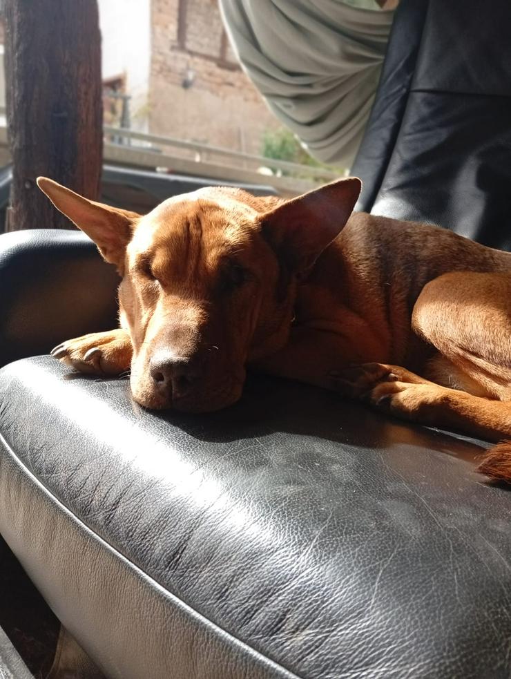 Bild 5: Sanfte Solo sucht ihr Für-immer-Zuhause!