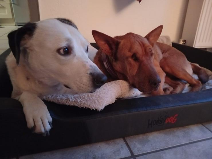 Bild 7: Sanfte Solo sucht ihr Für-immer-Zuhause!