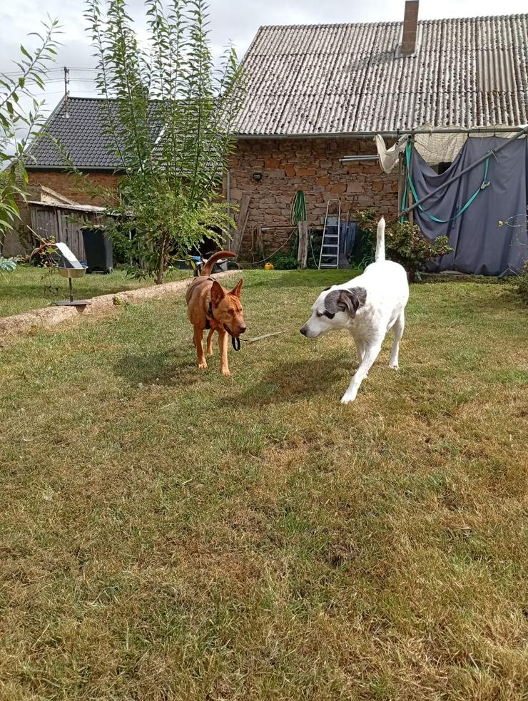 Bild 3: Sanfte Solo sucht ihr Für-immer-Zuhause!