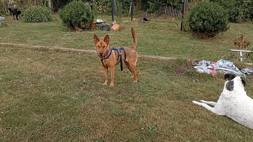 Bild 2: Sanfte Solo sucht ihr Für-immer-Zuhause!