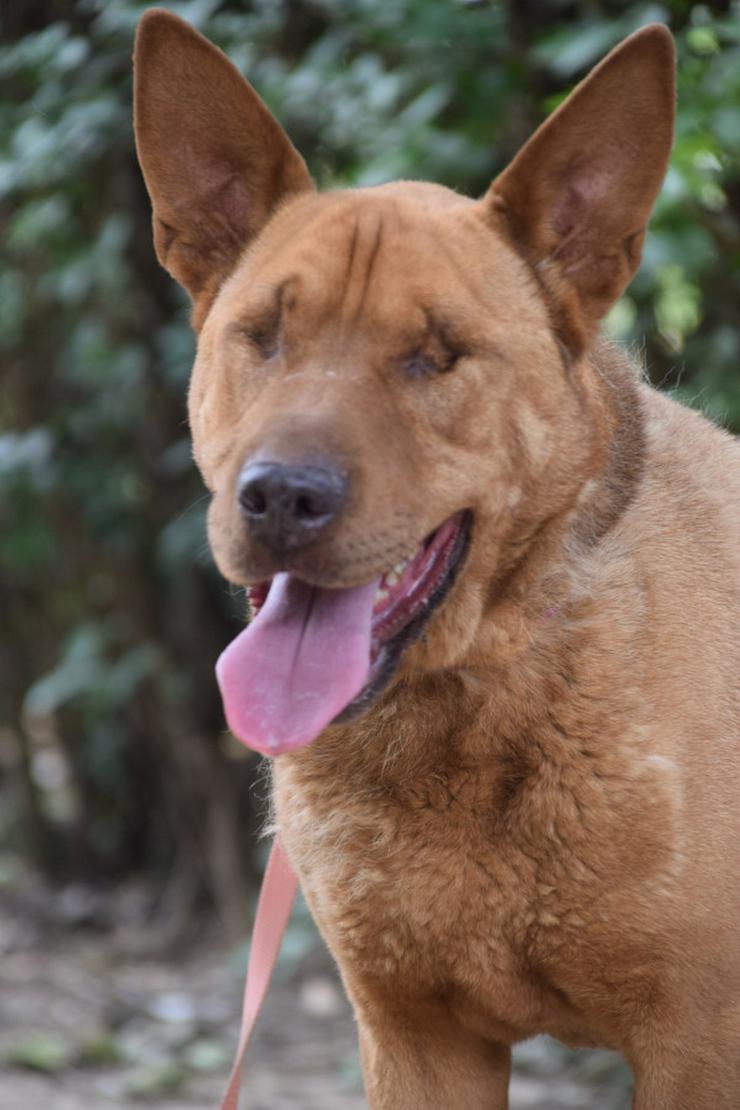 Bild 8: Sanfte Solo sucht ihr Für-immer-Zuhause!