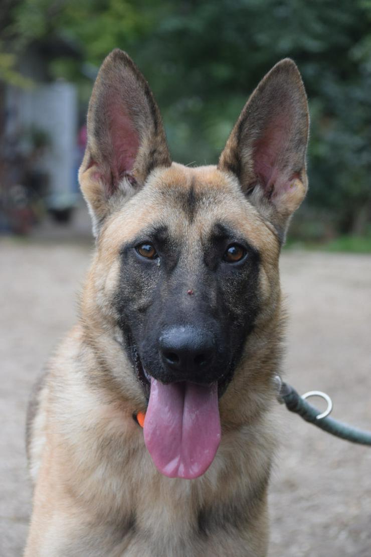 Sammy zeichnet sich durch seinen aufgeschlossenen und unerschrockenen Charakter aus. 