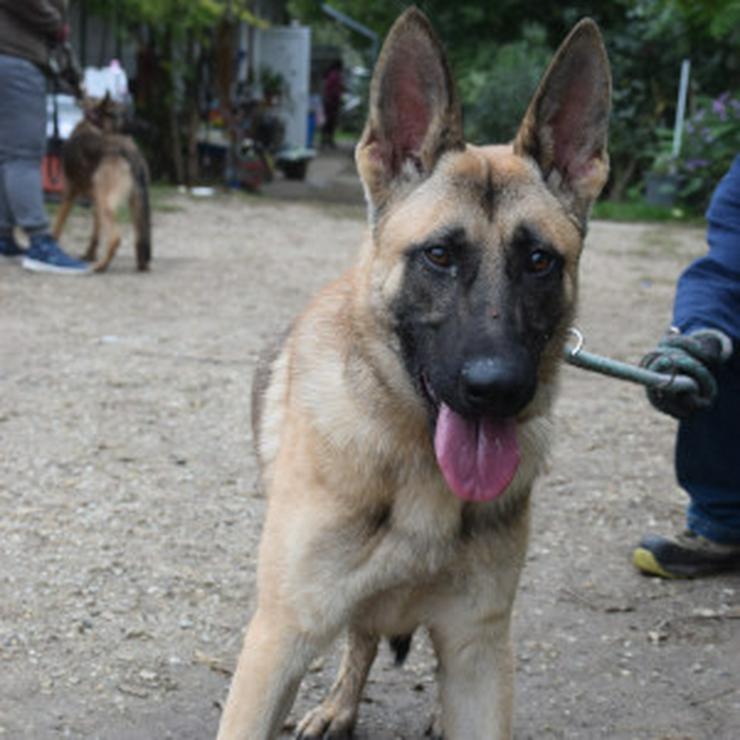Bild 7: Sammy zeichnet sich durch seinen aufgeschlossenen und unerschrockenen Charakter aus. 