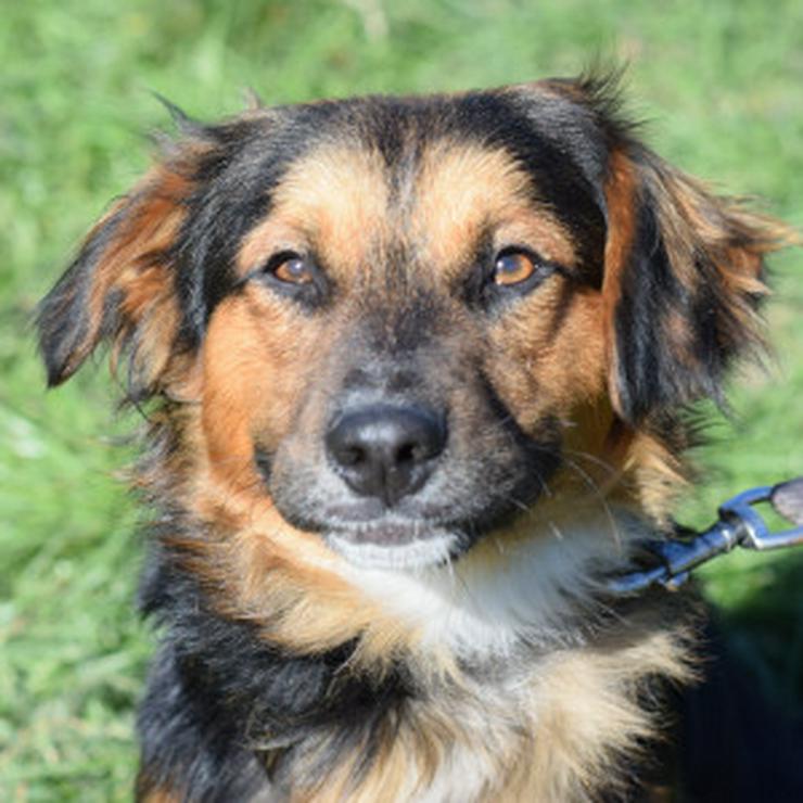 Bild 10: Gobo ist ein junger Mischlingsrüde, der nach einem liebevollen Zuhause sucht. 