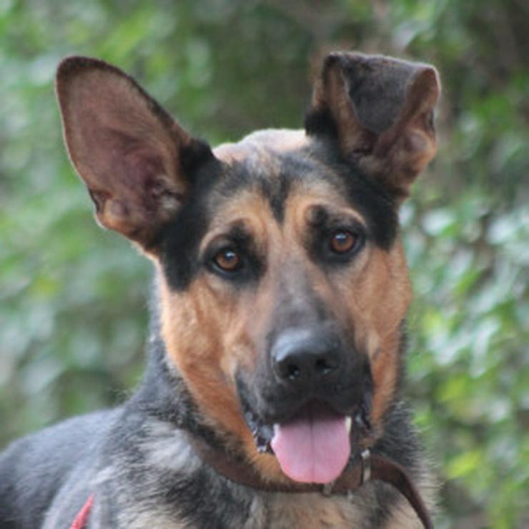 Bild 9: Seno ist ein äußerst freundlicher und aufgeschlossener junger Hund. 