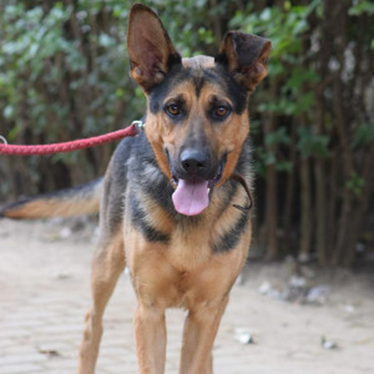 Bild 10: Seno ist ein äußerst freundlicher und aufgeschlossener junger Hund. 