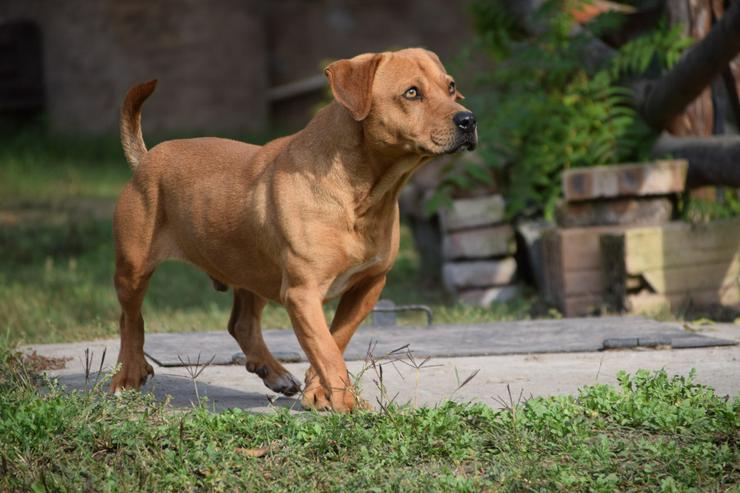 Bild 5: Magnum ist schüchtern und zeigt sich oft ängstlich.