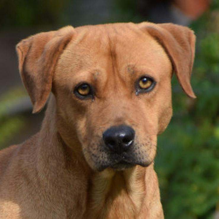 Bild 8: Magnum ist schüchtern und zeigt sich oft ängstlich.