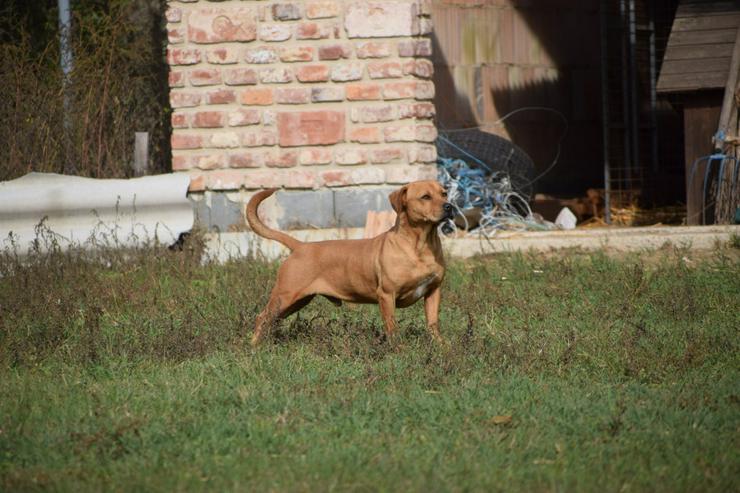Bild 7: Magnum ist schüchtern und zeigt sich oft ängstlich.