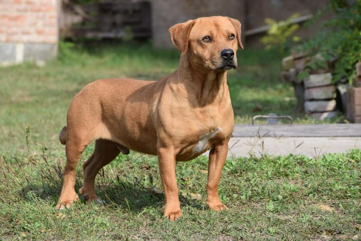 Bild 2: Magnum ist schüchtern und zeigt sich oft ängstlich.