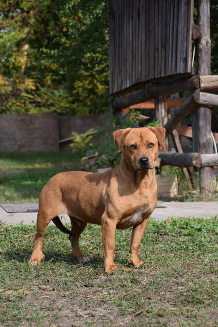 Bild 3: Magnum ist schüchtern und zeigt sich oft ängstlich.