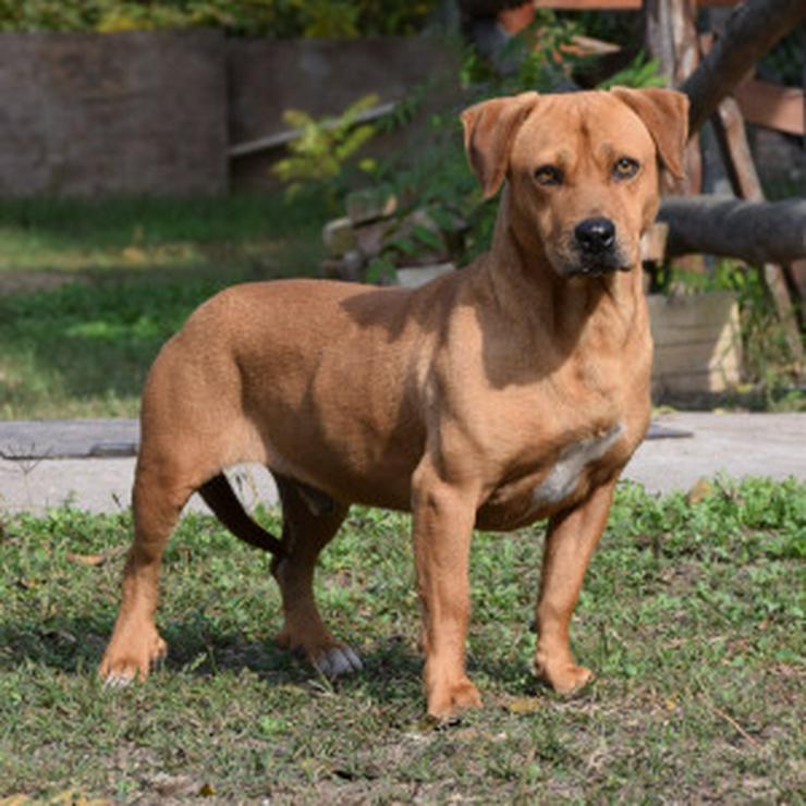 Bild 9: Magnum ist schüchtern und zeigt sich oft ängstlich.