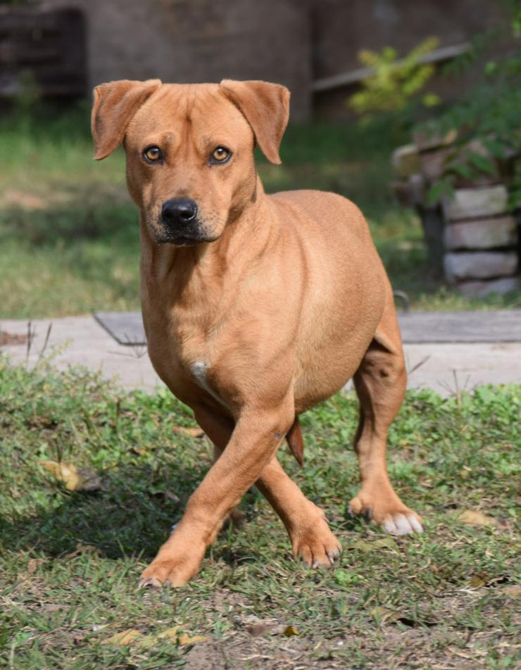 Bild 4: Magnum ist schüchtern und zeigt sich oft ängstlich.