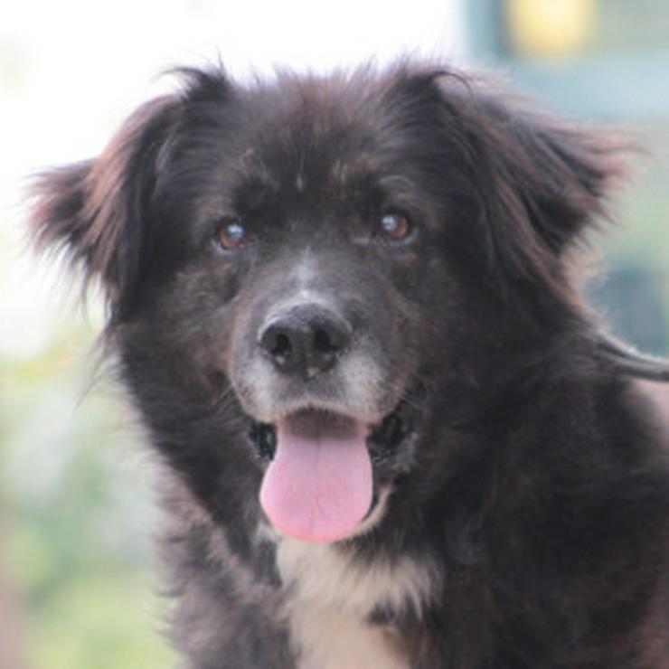 Bild 7: Teddy ist ein liebenswerter Mischlingsrüde im Seniorenalter.