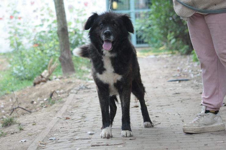 Bild 4: Teddy ist ein liebenswerter Mischlingsrüde im Seniorenalter.